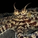 octopus_mimic_kbrab_h_0085_sul2335.jpg
